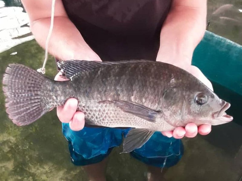 De la pêche à la ligne avec de vrais poissons